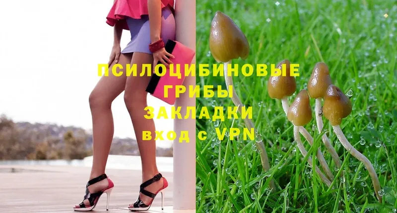 Галлюциногенные грибы Psilocybe  Райчихинск 